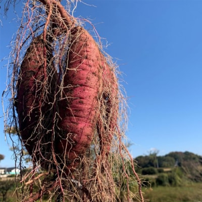 【先行受付】10月下旬以降発送 訳あり シルクスイート 約5kg さつまいも [AX047ya]