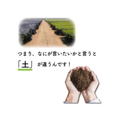 HOJICHA(2g×15個)2箱さしま茶海外仕様ほうじ茶 猿島茶 お茶 [AF018ya]