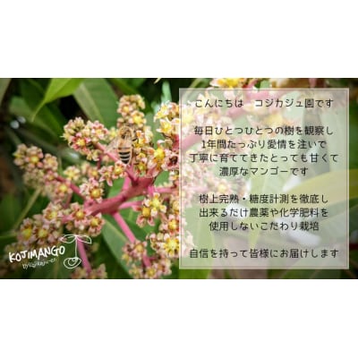 【2026年先行受付】完熟マンゴー 約1kg (2～4玉) アーウィン マンゴー [CX005ya]