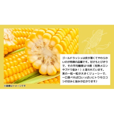 先行受付 7月上旬以降発送 朝採り トウモロコシ (ゴールドラッシュ) 約6kg[SF018ya]