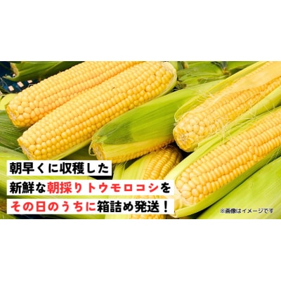 先行受付 7月上旬以降発送 朝採り トウモロコシ (ゴールドラッシュ) 約6kg[SF018ya]