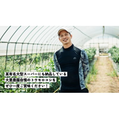 先行受付 7月上旬以降発送 朝採り トウモロコシ (ゴールドラッシュ) 約6kg[SF018ya]