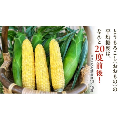 朝採り 農家直送 とうもろこし 6kg「おおもの」【先行受付 7月中旬以降発送】 [AX027ya]