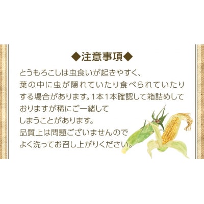 朝採り 農家直送 とうもろこし 6kg「おおもの」【先行受付 7月中旬以降発送】 [AX027ya]