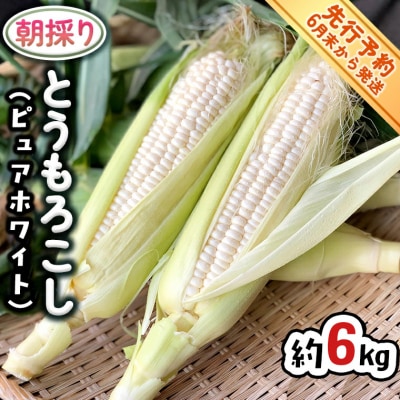 【先行受付】2026年6月下旬発送 朝採り とうもろこし ピュアホワイト約6kg[AX060ya]