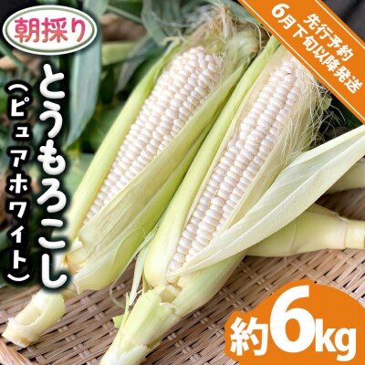 【先行受付】2026年6月下旬発送 朝採り とうもろこし ピュアホワイト約6kg[AX060ya]