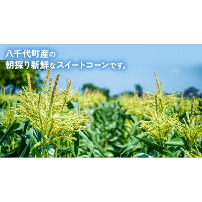 2026年6月中旬以降発送 朝採り とうもろこし ピュアホワイト約6kg[AX060ya]