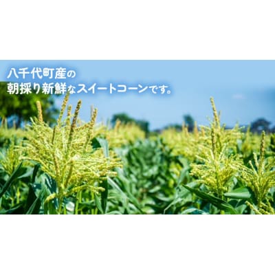 2026年6月下旬以降発送 朝採り とうもろこし ピュアホワイト約6kg[AX060ya]