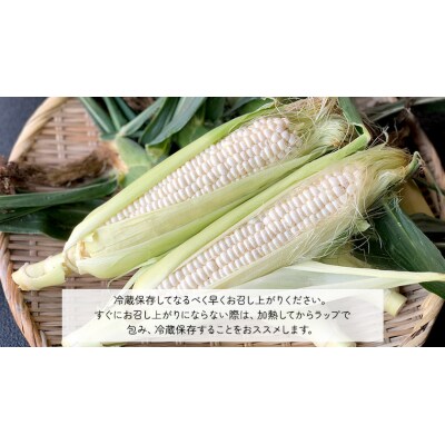 2026年6月中旬以降発送 朝採り とうもろこし ピュアホワイト約6kg[AX060ya]