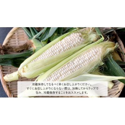2026年6月下旬以降発送 朝採り とうもろこし ピュアホワイト約6kg[AX060ya]