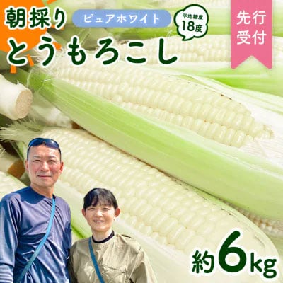 【先行受付】6月下旬発送 朝採り とうもろこし ピュアホワイト 約6kg [AX028yas]