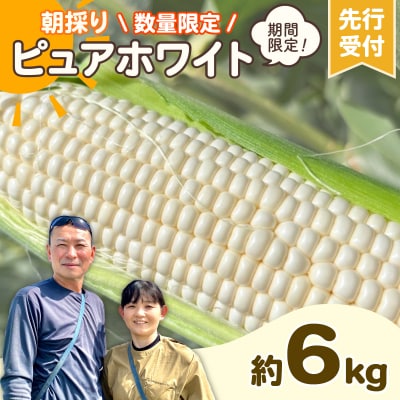 2026年6月中旬以降発送 朝採りとうもろこし ピュアホワイト 約6kg [AX028yas]