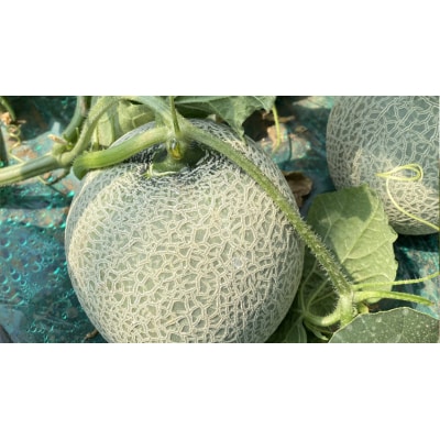 【6月上旬以降発送】筑波レッドメロン 1箱 2玉 入り(約3.5kg～5kg)  [BU001ya]