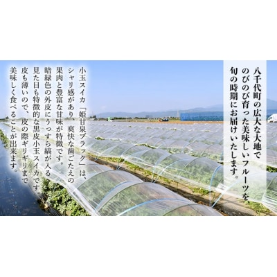 【 先行受付】7月中旬以降発送 小玉スイカ 姫甘泉ブラック 1箱(3～5玉入り)[AV003ya]