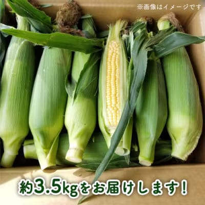 【先行受付】6月中旬以降発送 朝採り とうもろこし ゴールドラッシュ 約3.5kg[AX058ya]