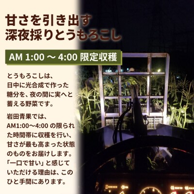 【先行受付】6月中旬以降発送 深夜採り とうもろこし ゴールドラッシュ 約3.5kg AX058ya