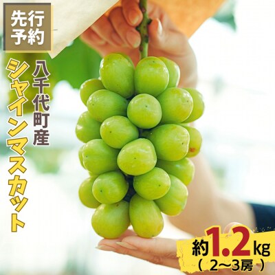 【8月下旬以降発送】八千代町産 シャインマスカット 約1.2kg (2～3房)  [CU001ya]
