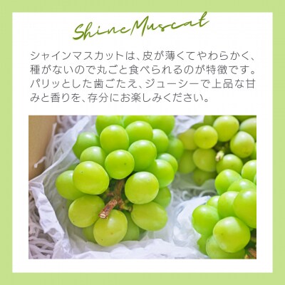 【8月下旬以降発送】八千代町産 シャインマスカット 約1.2kg (2～3房)  [CU001ya]