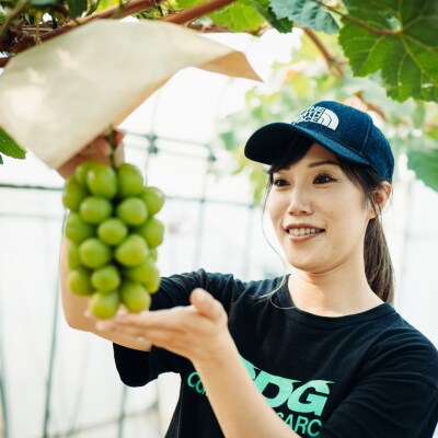 【8月下旬以降発送】八千代町産 シャインマスカット 約1.2kg (2～3房)  [CU001ya]