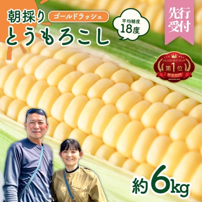 2026年6月中旬以降発送 朝採り とうもろこし ゴールドラッシュ 約6kg (約13～15本入)