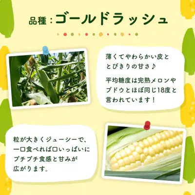 2026年6月下旬以降発送 朝採り とうもろこし ゴールドラッシュ 約6kg (約13～15本入)