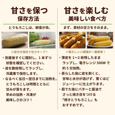 2026年6月中旬以降発送 深夜採り とうもろこし ゴールドラッシュ 約6kg (約13～15本入)