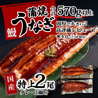 国産 特上うなぎ 蒲焼き 2尾 <合計570g以上> タレ山椒付き 人気うなぎ登り