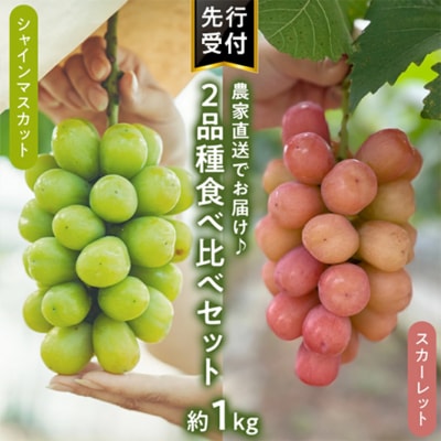 【9月中旬以降発送】八千代町産 シャインマスカット スカーレット食べ比べ 約1kg[CU002ya]