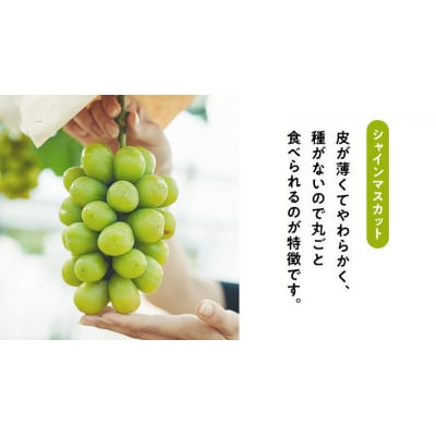 【9月中旬以降発送】八千代町産 シャインマスカット スカーレット食べ比べ 約1kg[CU002ya]
