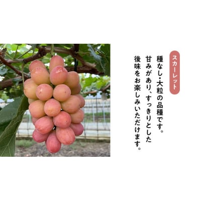 【9月中旬以降発送】八千代町産 シャインマスカット スカーレット食べ比べ 約1kg[CU002ya]