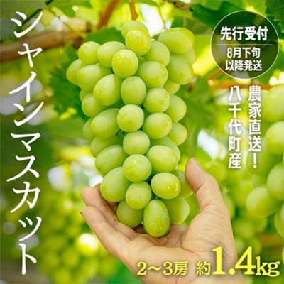 【 先行受付 8月下旬以降発送 】八千代町産 シャインマスカット 約1.4kg [AJ003ya]