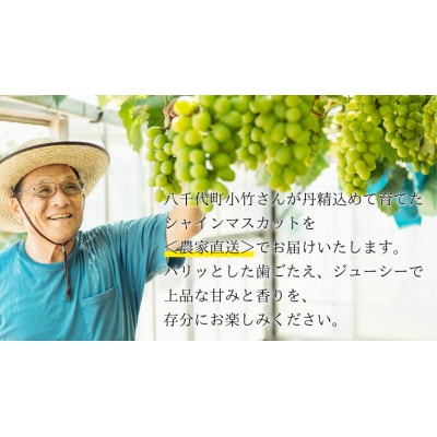 【 先行受付 8月下旬以降発送 】八千代町産 シャインマスカット 約1.4kg [AJ003ya]
