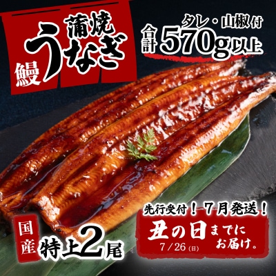 【土用の丑の日までにお届け】国産 特上うなぎ 蒲焼き 2尾セット <合計570g以上> タレ山椒付き