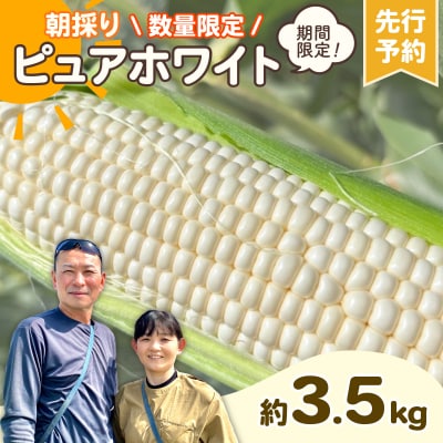 2026年6月中旬以降発送 朝採りとうもろこし ピュアホワイト 約3.5kg AX059ya