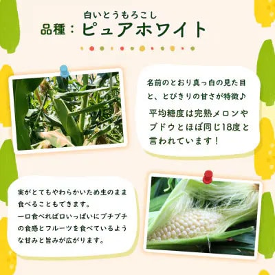 2026年6月中旬以降発送 朝採りとうもろこし ピュアホワイト 約3.5kg AX059ya