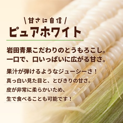 2027年7月上旬以降発送 深夜採りとうもろこし ピュアホワイト 約3.5kg AX059ya