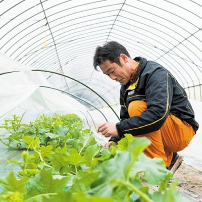 【先行受付 2026年6月中旬発送】 タカミメロン 秀品 1箱 3～5玉入り [AV008ya]