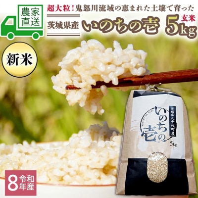 令和8年産 茨城県産 新米 いのちの壱 5kg 玄米 大粒 単一原料米 農家直送 [BG017ya]