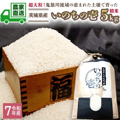 令和7年産 茨城県産 お米 いのちの壱 5kg 精米 大粒 単一原料米 農家直送 [BG014ya]