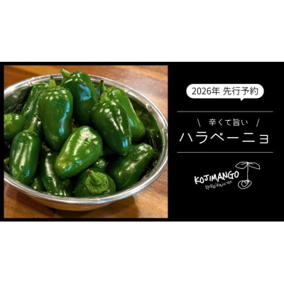 先行受付 2026年9月上旬以降発送 農家直送 旨辛 採りたて ハラペーニョ 2kg コジカジュ園