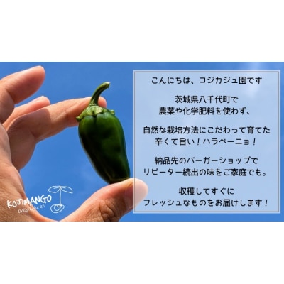 先行受付 2026年9月上旬以降発送 農家直送 旨辛 採りたて ハラペーニョ 2kg コジカジュ園