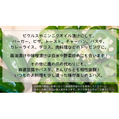 先行受付 2026年9月上旬以降発送 農家直送 旨辛 採りたて ハラペーニョ 2kg コジカジュ園