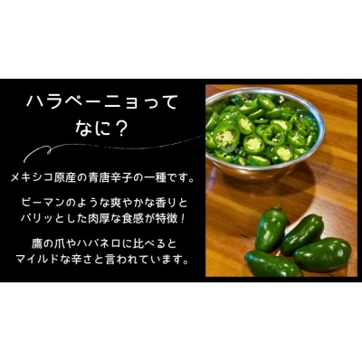 先行受付 2026年9月上旬以降発送 農家直送 旨辛 採りたて ハラペーニョ 1kg コジカジュ園