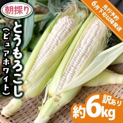 2026年6月下旬以降発送 朝採り 訳あり とうもろこし ピュアホワイト約6kg[AX061ya]