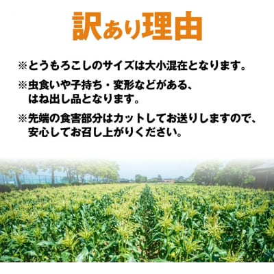 2026年6月下旬以降発送 朝採り 訳あり とうもろこし ピュアホワイト約6kg[AX061ya]