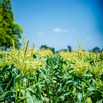 2026年6月下旬以降発送 朝採り 訳あり とうもろこし ピュアホワイト約6kg[AX061ya]