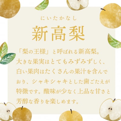 【2026年09月下旬以降発送】 片野果樹園 新高梨 約5kg 新高 産地直送 [AD023ya]
