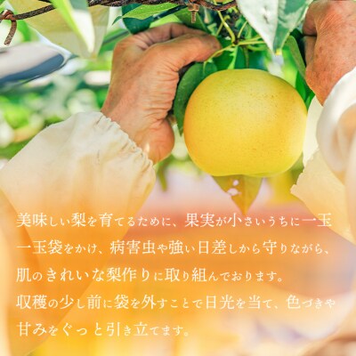 【2026年09月下旬以降発送】 片野果樹園 新高梨 約3kg 新高 産地直送 [AD022ya]