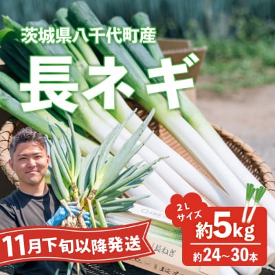 【11月下旬以降発送開始】長ネギ約5kg2L約24本～30本 茨城県産 八千代町産野菜 農家直送