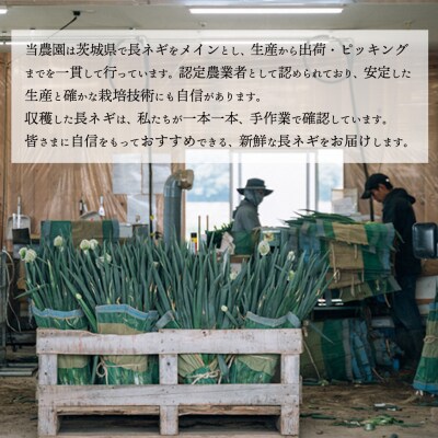 【11月以降発送開始】長ネギ 約5kg 2L 約24本～30本 茨城県産 八千代町産 野菜 農家直送